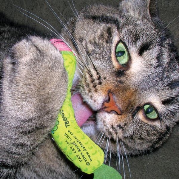 画像3: 【キュートな猫用おもちゃ】アペティーザー・おつまみトイ