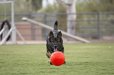 画像7: 【パンクしない特殊構造】愛犬とサッカー！ジョリーサッカーボール (7)