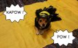 画像4: 【ハロウィーンの犬用コスチューム】バットガール (4)