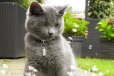 画像4: 【猫が食べられるシャボン玉】キャット・インクレディバブル (4)