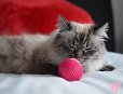 画像4: 【20種以上の音が出る猫用ボール】ペットクワークス・キャットバブルボール (4)