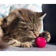 画像5: 【20種以上の音が出る猫用ボール】ペットクワークス・キャットバブルボール