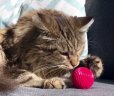 画像5: 【20種以上の音が出る猫用ボール】ペットクワークス・キャットバブルボール (5)
