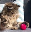 画像6: 【20種以上の音が出る猫用ボール】ペットクワークス・キャットバブルボール