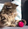 画像6: 【20種以上の音が出る猫用ボール】ペットクワークス・キャットバブルボール (6)
