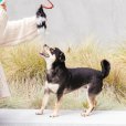 画像8: 【たっぷり運動！ 】犬用釣竿おもちゃ テイルティーザー