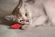 画像6: 【大人気猫用おもちゃ】ダッキーワールド・キャットニップ入りクレヨン3本入りセット (6)