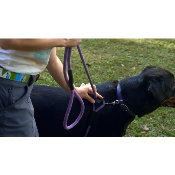 画像7: 【アメリカ老舗のこだわりハンドメイド】リフレクティブ・イージー 1-2-3 コンビネーション ハーネス／リード