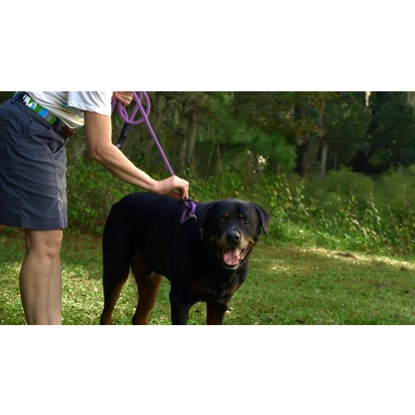 画像8: 【アメリカ老舗のこだわりハンドメイド】リフレクティブ・イージー 1-2-3 コンビネーション ハーネス／リード