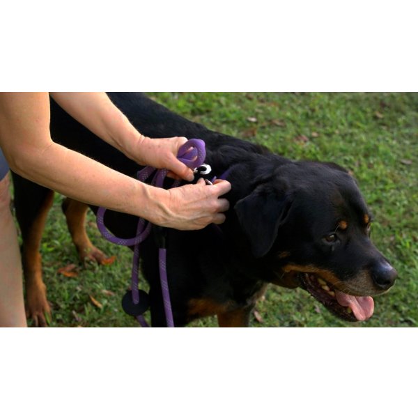 画像10: 【アメリカ老舗のこだわりハンドメイド】リフレクティブ・イージー 1-2-3 コンビネーション ハーネス／リード