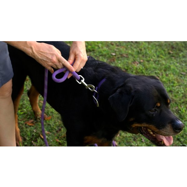 画像11: 【アメリカ老舗のこだわりハンドメイド】リフレクティブ・イージー 1-2-3 コンビネーション ハーネス／リード