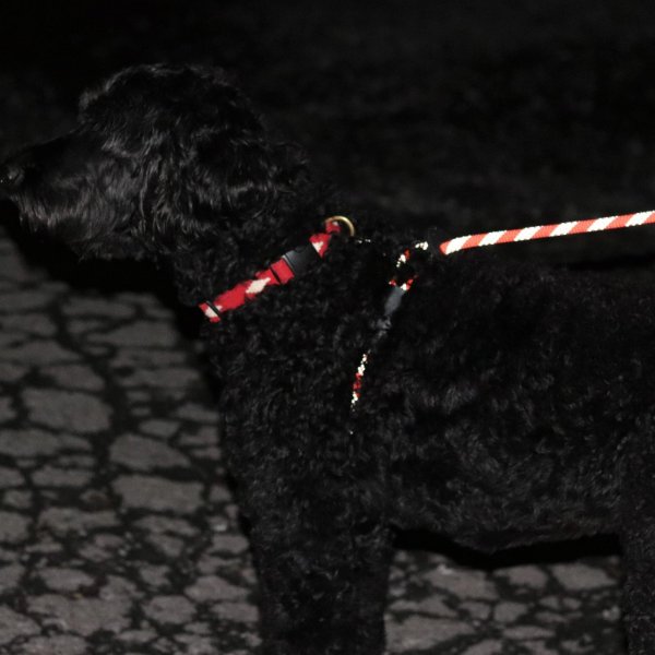 画像12: 【アメリカ老舗のこだわりハンドメイド】リフレクティブ・イージー 1-2-3 コンビネーション ハーネス／リード