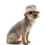 【ドゴペットファッションの犬用帽子】ブロッサム・バケット・ドッグハット