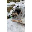 画像22: 【犬専用設計の多機能ボールトイ】ハイパーペット グラブタブ付き サッカーボール