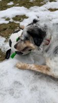 画像22: 【犬専用設計の多機能ボールトイ】ハイパーペット グラブタブ付き サッカーボール (22)