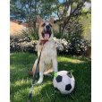 画像21: 【犬専用設計の多機能ボールトイ】ハイパーペット グラブタブ付き サッカーボール