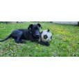 画像18: 【犬専用設計の多機能ボールトイ】ハイパーペット グラブタブ付き サッカーボール