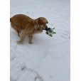 画像16: 【犬専用設計の多機能ボールトイ】ハイパーペット グラブタブ付き サッカーボール