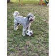 画像15: 【犬専用設計の多機能ボールトイ】ハイパーペット グラブタブ付き サッカーボール