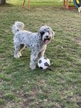 画像15: 【犬専用設計の多機能ボールトイ】ハイパーペット グラブタブ付き サッカーボール (15)