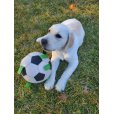 画像14: 【犬専用設計の多機能ボールトイ】ハイパーペット グラブタブ付き サッカーボール