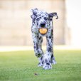 画像28: 【犬専用設計の高品質テニスボール】ハイパーペット テニスボール (28)