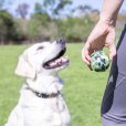 画像25: 【犬専用設計の高品質テニスボール】ハイパーペット テニスボール (25)