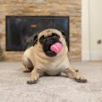 画像19: 【犬専用設計の高品質テニスボール】ハイパーペット テニスボール (19)