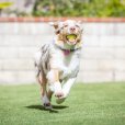 画像17: 【犬専用設計の高品質テニスボール】ハイパーペット テニスボール (17)