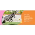 画像16: 【犬専用設計の高品質テニスボール】ハイパーペット テニスボール