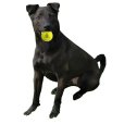 画像14: 【犬専用設計の高品質テニスボール】ハイパーペット テニスボール (14)