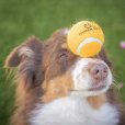 画像2: 【犬専用設計の高品質テニスボール】ハイパーペット テニスボール (2)