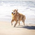 画像11: 【犬専用設計の高品質テニスボール】ハイパーペット テニスボール