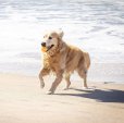画像11: 【犬専用設計の高品質テニスボール】ハイパーペット テニスボール (11)