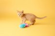 画像5: 【FATCATの猫用おもちゃ】フラフバニー (5)