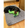 画像10: 【リアルで丈夫なぬいぐるみ】スナグアルーズ・カエルのリリー