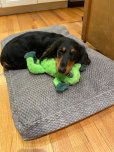 画像10: 【リアルで丈夫なぬいぐるみ】スナグアルーズ・カエルのリリー (10)
