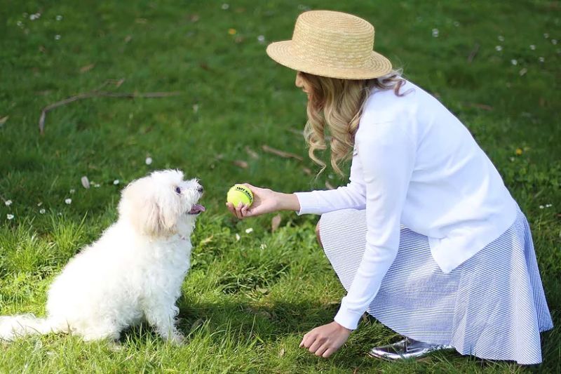 送料無料激安祭 テニスボール 犬のテニスボール 10パックの薄緑色のボール 犬と子犬のテニスボール巧みな
