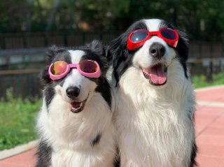 犬ゴーグル・ヒョウ柄doggles・xsサイズ Amazon | 犬用ゴーグル｜ドグルスILS｜クローム｜XL | doggles