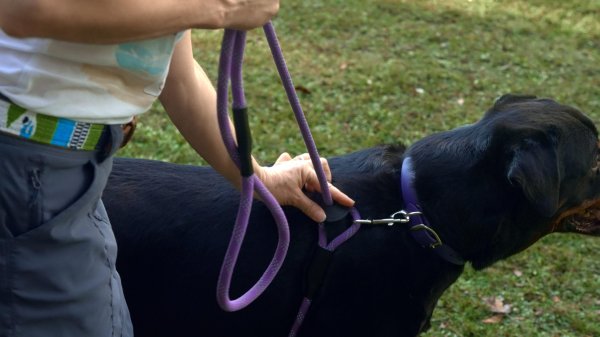 画像7: 【アメリカ老舗のこだわりハンドメイド】リフレクティブ・イージー 1-2-3 コンビネーション ハーネス／リード (7)