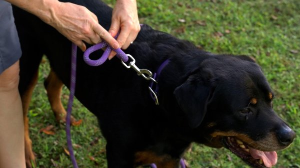 画像11: 【アメリカ老舗のこだわりハンドメイド】リフレクティブ・イージー 1-2-3 コンビネーション ハーネス／リード (11)