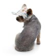 画像6: 【ドゴペットファッションの犬用帽子】サボテン柄！カクタス・ハット (6)