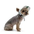 画像5: 【ドゴペットファッションの犬用帽子】サボテン柄！カクタス・ハット (5)