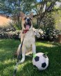 画像21: 【犬専用設計の多機能ボールトイ】ハイパーペット グラブタブ付き サッカーボール (21)