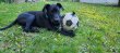 画像18: 【犬専用設計の多機能ボールトイ】ハイパーペット グラブタブ付き サッカーボール (18)