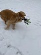 画像16: 【犬専用設計の多機能ボールトイ】ハイパーペット グラブタブ付き サッカーボール (16)