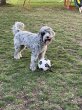 画像15: 【犬専用設計の多機能ボールトイ】ハイパーペット グラブタブ付き サッカーボール (15)