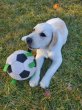 画像14: 【犬専用設計の多機能ボールトイ】ハイパーペット グラブタブ付き サッカーボール (14)