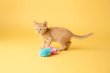 画像5: 【FATCATの猫用おもちゃ】フラフバニー (5)